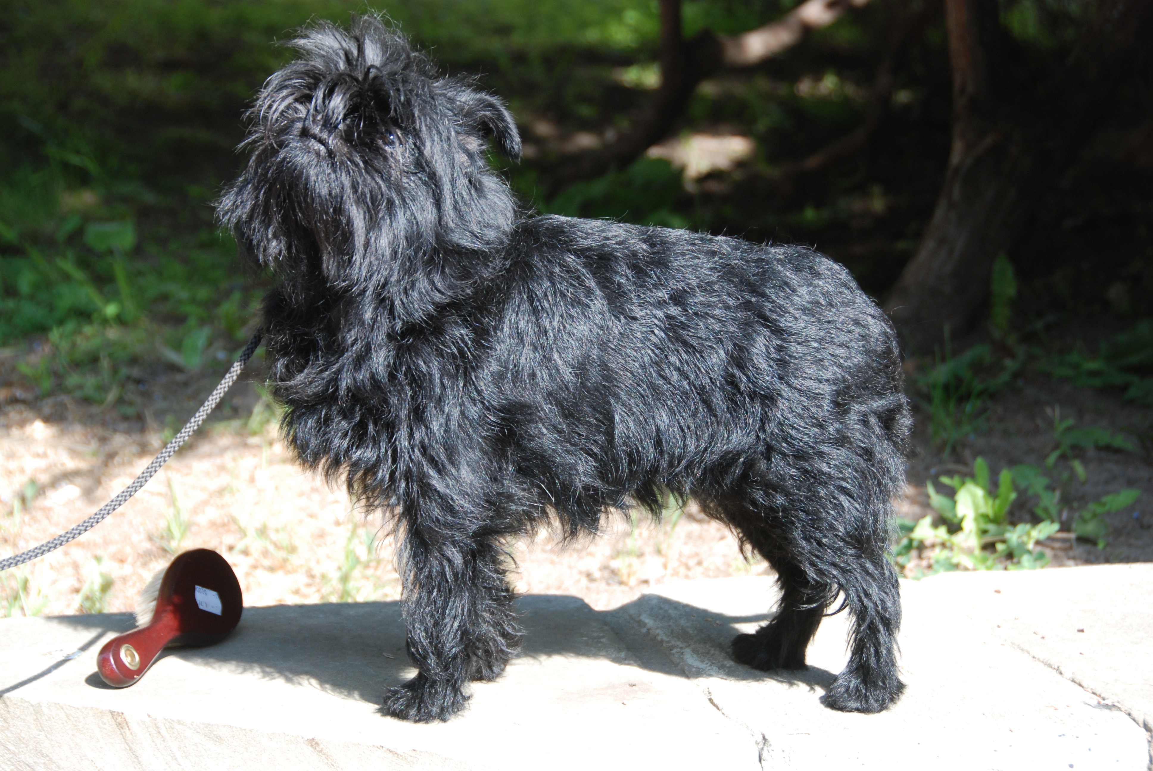 Mini affenpinscher hot sale